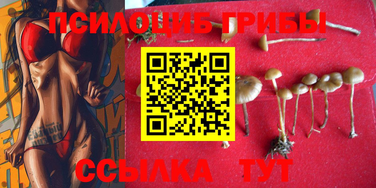 Галлюциногенные грибы Psilocybine cubensis Асбест
